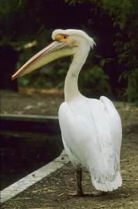 Pink pelican (Pelicanus onocrotalus)