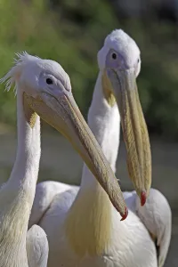 Two pink pelicans