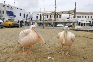 Pink pelicans at the harbour, Myconos, Greece