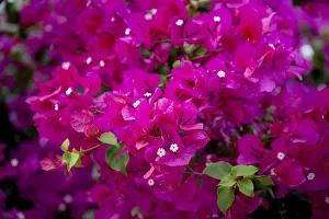 Pink purple flowering bougainvillea
