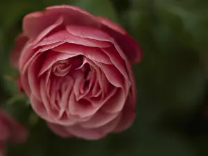 Framed Print : Pink rose, beetrose, close-up, local garden
