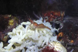 Pink shrimp
