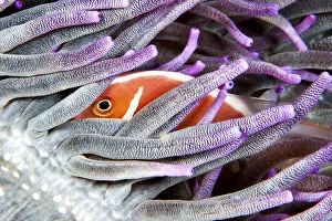 Pink skunk clownfish (Amphiprion perideraion)