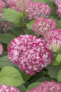 Pink Snowball Hydrangea (Hydrangea arborescens PINK ANNABELLE)