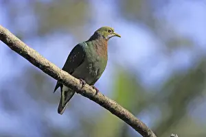 Pink-spotted Fruit-dove (Ptilinopus perlatus)