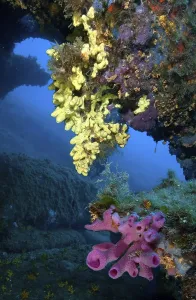 Pink tube sponge (Haliclona mediterranea)