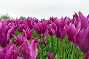 Category Historic EN Prints: Pink tulips, dull spring weather
