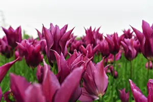 Category Historic EN Prints: Pink tulips, dull spring weather