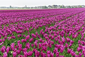 Category Historic EN Prints: Pink tulips, dull spring weather