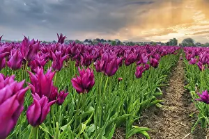 Category Historic EN Prints: Pink tulips, evening sky, tulip field