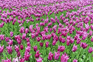 Category Historic EN Prints: Pink tulips, tulip field, Bollenstreek