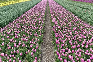 Category Historic EN Prints: Pink tulips, tulip field, footpath