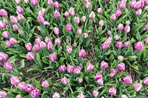Category Historic EN Prints: Pink tulips, tulip field, view from above