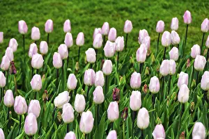 Pink tulips (Tulipa) in a flower bed