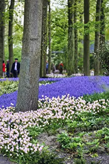 Pink tulips (Tulipa) and grape hyacinths (Muscari) in a flower bed
