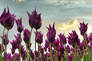 Category Historic EN Prints: Pink tulips, view from below, evening sky