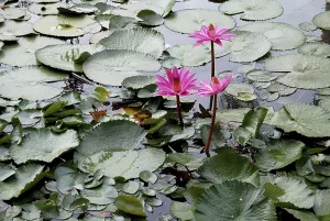 Pink water lily in local pond, Jodhpur