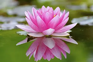 Pink water lily (Nymphaea) with reflection on a lake