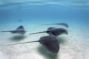 Pink Whiprays (Himantura fai), swimming over sandy bottom