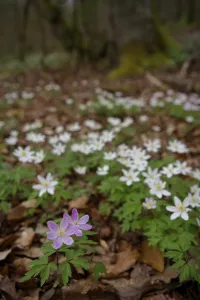 Pink and white flowering wood anemone (Anemone nemorosa)