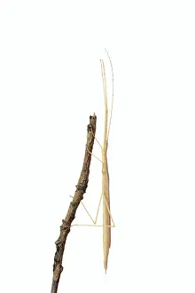 Pink winged stick insect (Sipyloidea chlorotica)