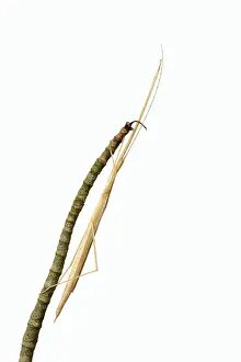Pink winged stick insect (Sipyloidea chlorotica)