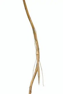 Pink winged stick insect (Sipyloidea chlorotica)