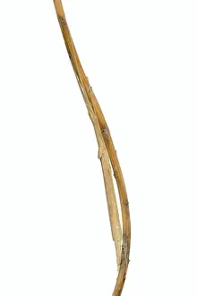 Pink winged stick insect (Sipyloidea chlorotica)