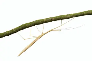 Pink winged stick insect (Sipyloidea chlorotica)