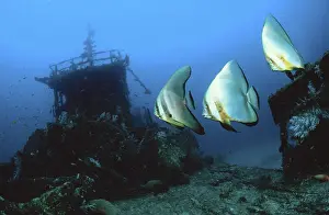 Pinnate Spadefish and Dusky batfish (Platax pinnatus)