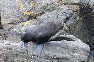 Pinnipeds (Pinnipedia), Colony