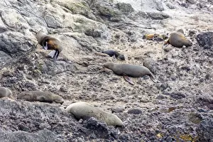 Pinnipeds (Pinnipedia), Otago Peninsula