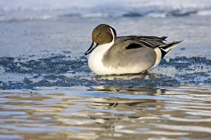 Pintail (Anas acuta) on a frozen body of water in a wintry atmosphere