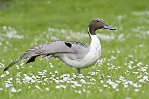 Pintail duck (Anas acuta) on a green meadow with daisies in spring