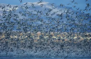 Pintail, Pintail ducks, Ducks, Goose birds
