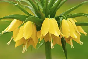 Pinto butterfly (Fritillaria imperialis)