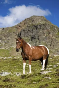 Pinto warmblood in the alps, sorrel pinto