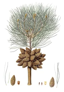 Pinus brutia, Eastern Mediterranean pine, Pinus brutia, Turkish pine and Calabrian pine, tree, digitally enhanced reproduction of an original by Aylmer Bourke Lambert (1761 - 1842), English botanist, published around 1810