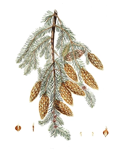 Pinus douglasiana, Pinus douglasii, Douglas pine, tree, digitally enhanced reproduction of an original by Aylmer Bourke Lambert (1761 - 1842), English botanist, published around 1810