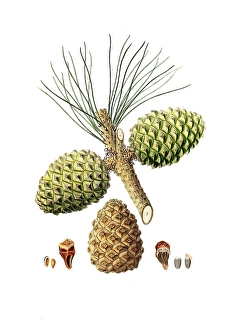 Pinus pinea, Italian stone pine, Mediterranean stone pine, umbrella pine and parasol pine, tree, digitally enhanced reproduction of an original by Aylmer Bourke Lambert (1761 - 1842), English botanist, published around 1810