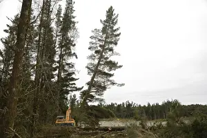 A Pinus radiata tree is felled by an autocutter at a milling site in exotic forest on the West Coast
