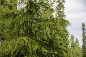 Pinus Roxburghii Tree on the Mountains in Nathia Gali