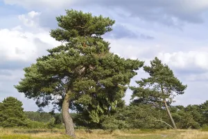 Pinus sylvestris PINE, PINE (pinus sylvestris)