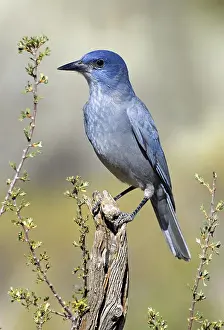 Pinyon Jay (Gymnorhinus cyanocephalus)