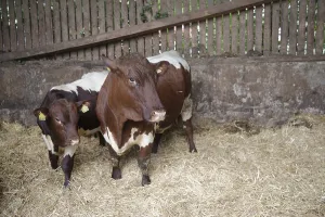 Category Wildlife DE Prints: Pinzgauer cattle, Pinzgau, calf