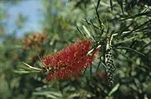 Pipe cleaner (Callistemon sp.)