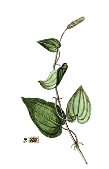 Piper longum, long pepper, long pepper