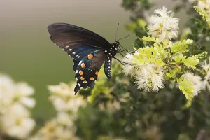 Pipevine Swallowtail (Battus philenor)