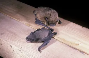 Pipistrelle Bat (Pipistrellus pipistrellus)