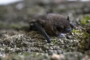Pipistrelle bat (Pipistrellus pipistrellus)